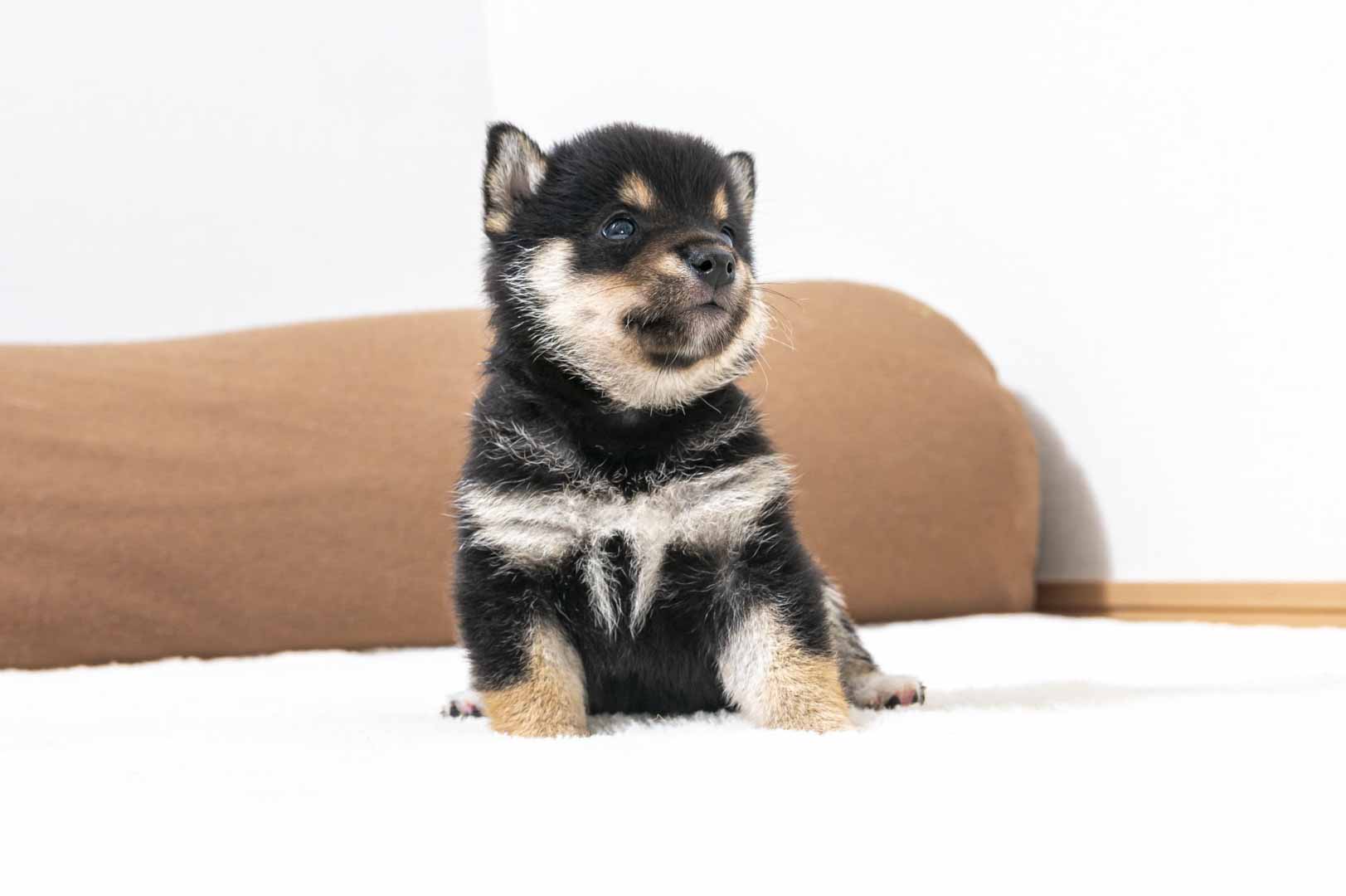 豆柴犬 販売子犬番号 あさひくん 写真5