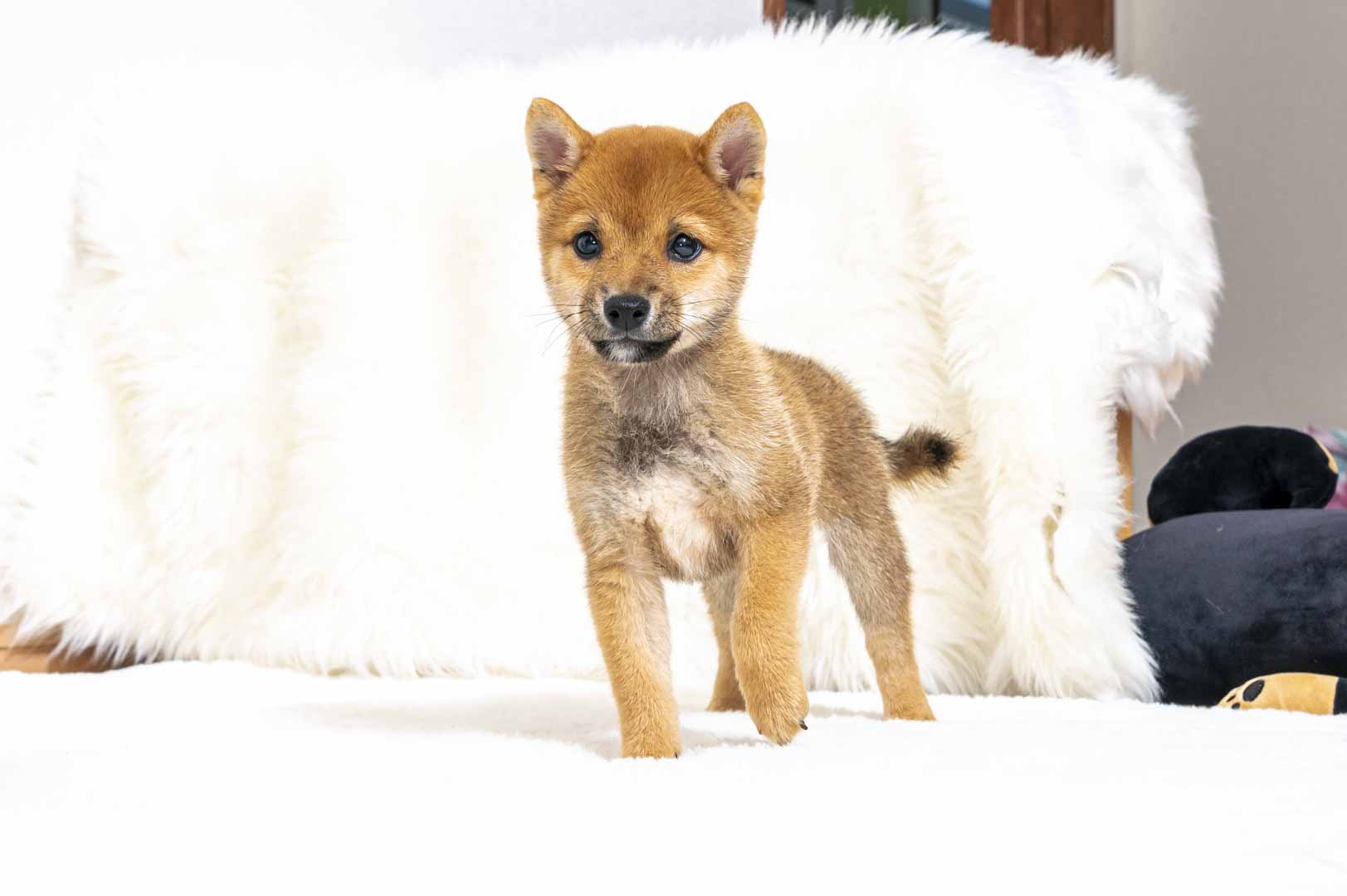 豆柴犬 販売子犬番号 りひとくん 写真2