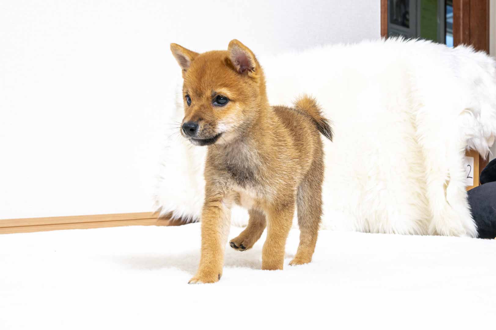 豆柴犬 販売子犬番号 りひとくん 写真3