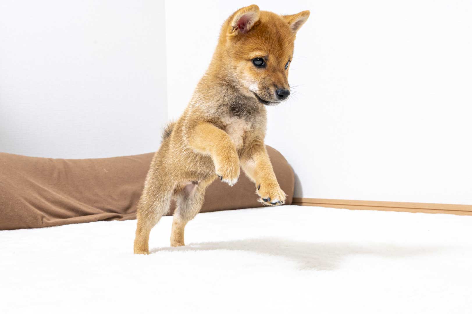 豆柴犬 販売子犬番号 りひとくん 写真4