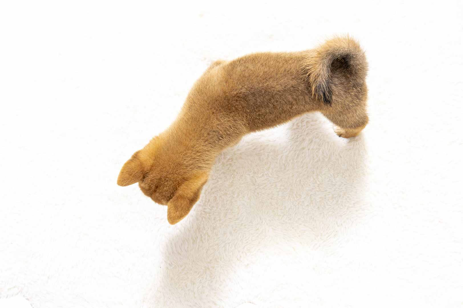 豆柴犬 販売子犬番号 りひとくん 写真5