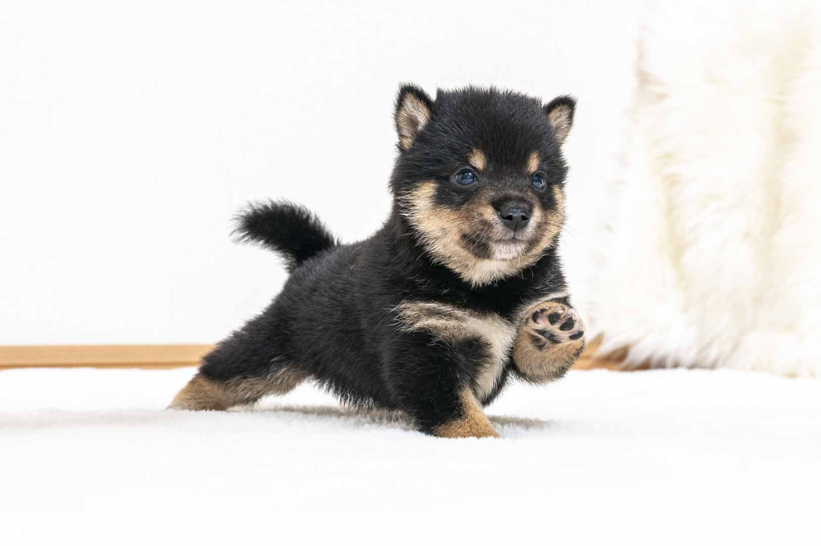 豆柴犬 販売子犬番号 しゅうとくん 写真3