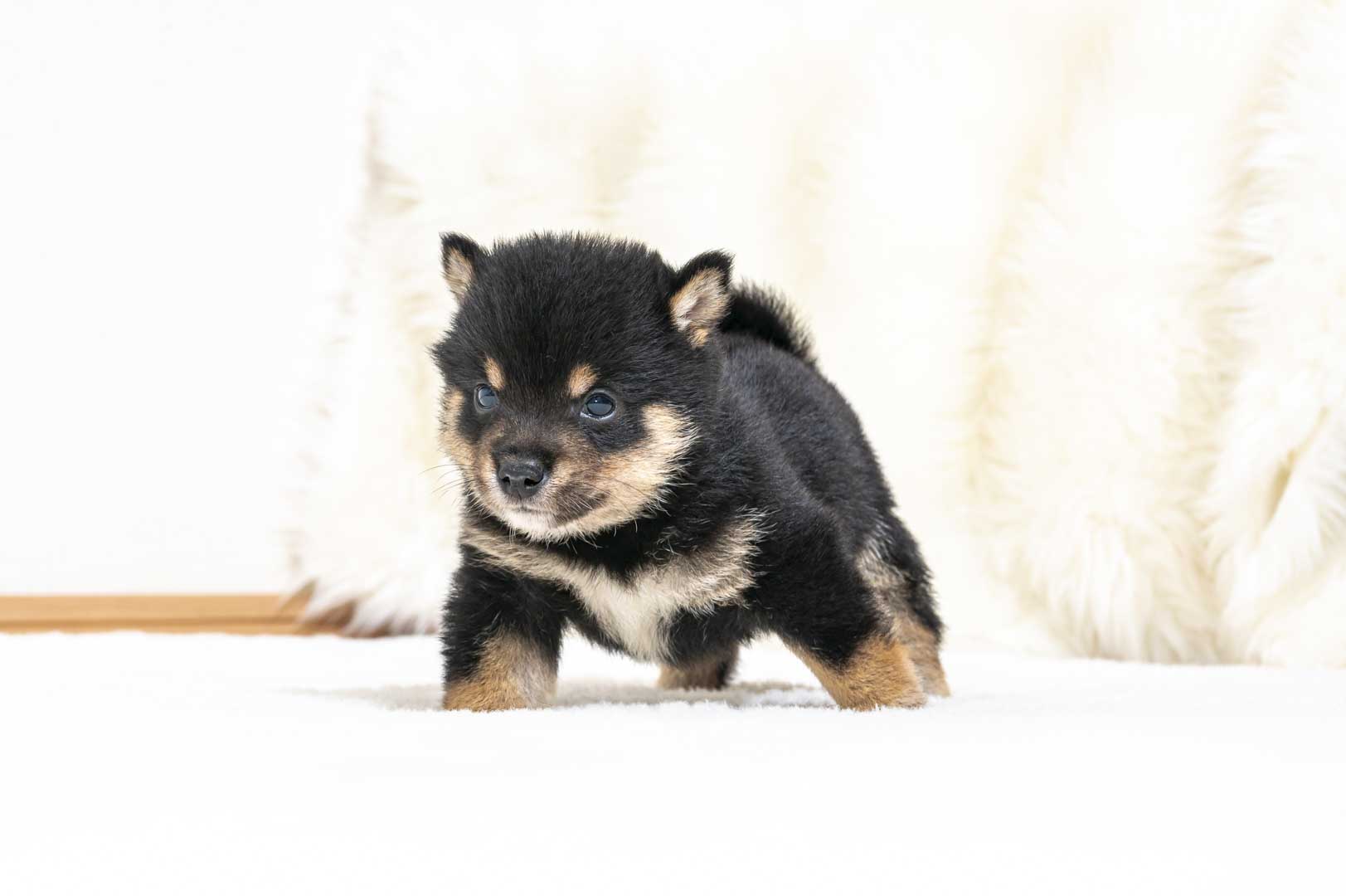 豆柴犬 販売子犬番号 しゅうとくん 写真4