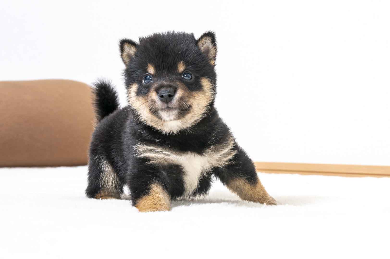 豆柴犬 販売子犬番号 しゅうとくん 写真5
