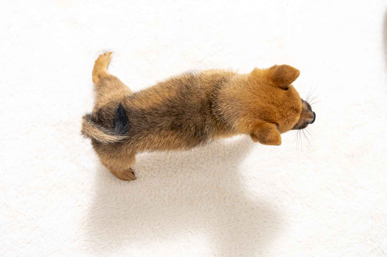 豆柴犬 販売子犬番号 しんいちくん 写真5