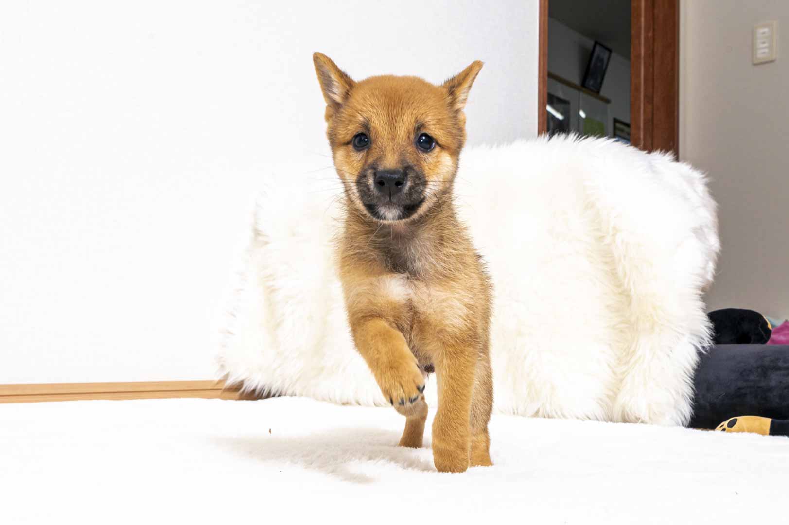 豆柴犬 販売子犬番号 しんいちくん 写真2