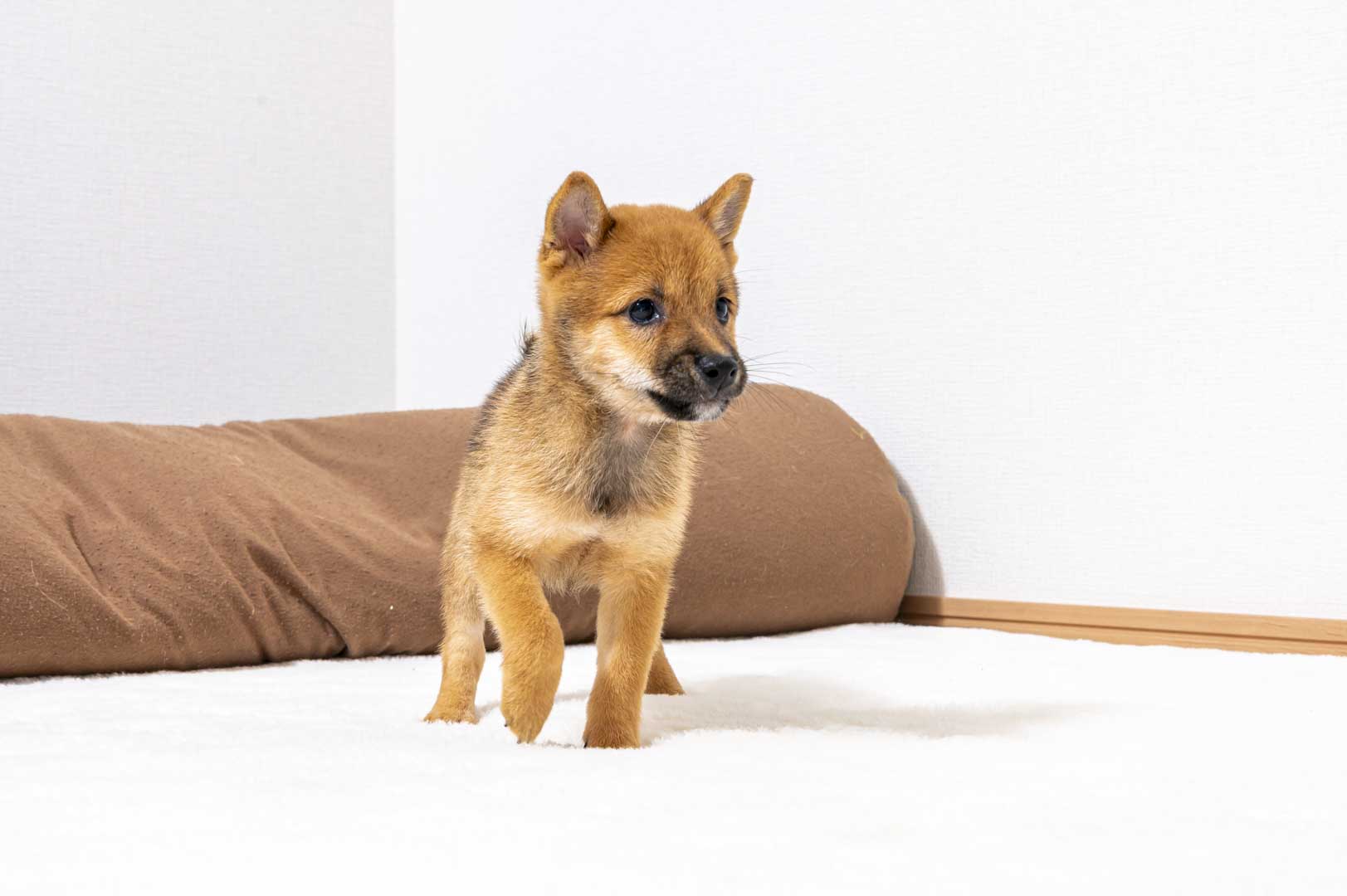 豆柴犬 販売子犬番号 しんいちくん 写真3