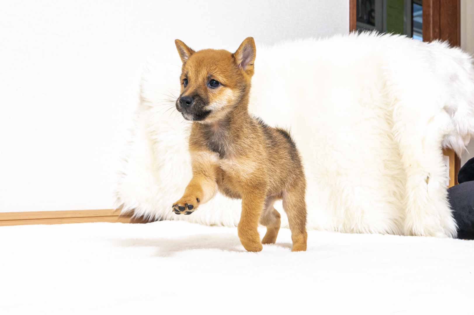 豆柴犬 販売子犬番号 しんいちくん 写真4
