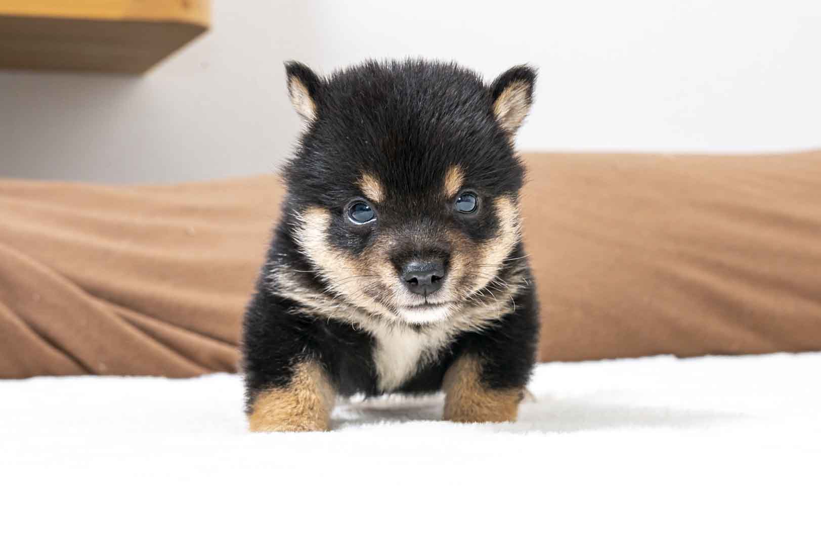 豆柴犬 販売子犬番号 しゅうとくん 写真2