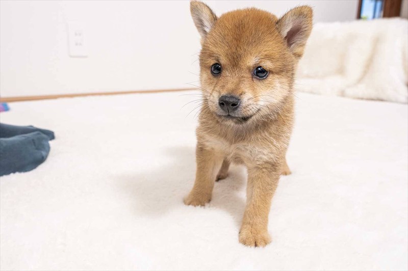豆柴犬 販売子犬番号 だいごくん 写真2