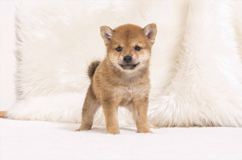 豆柴犬 販売子犬番号 だいごくん 写真3