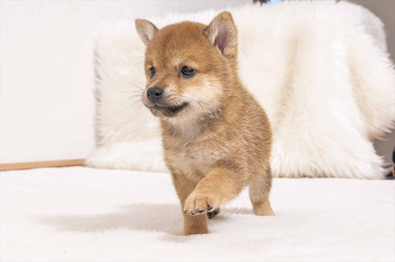 豆柴犬 販売子犬番号 だいごくん 写真4