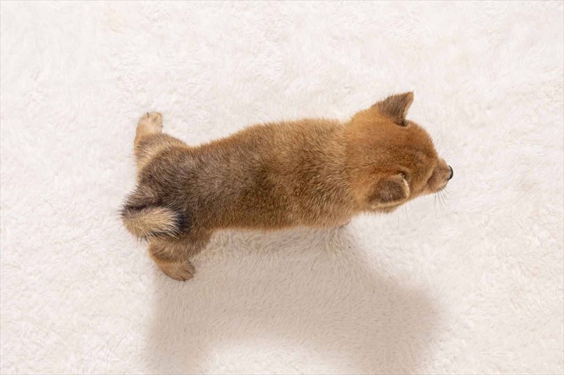 豆柴犬 販売子犬番号 だいごくん 写真5