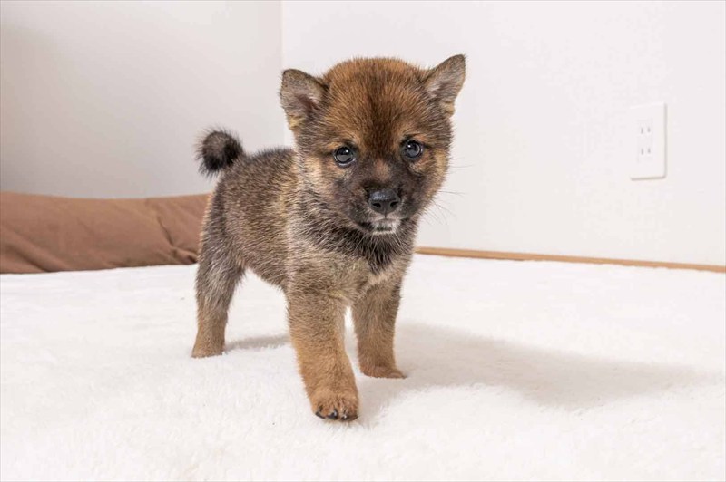 豆柴犬 販売子犬番号 ふうがくん 写真2