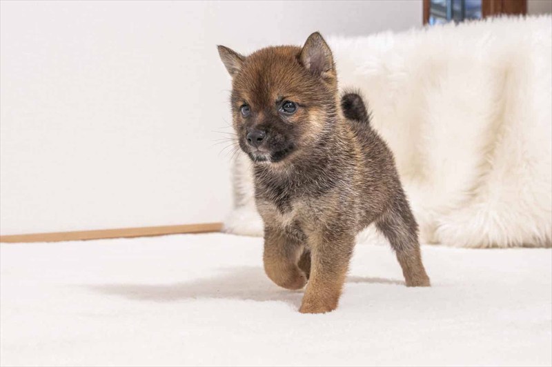 豆柴犬 販売子犬番号 ふうがくん 写真3