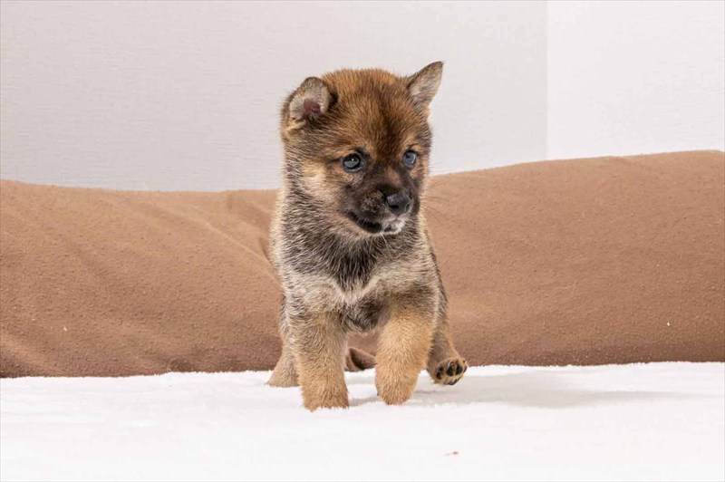 豆柴犬 販売子犬番号 ふうがくん 写真4