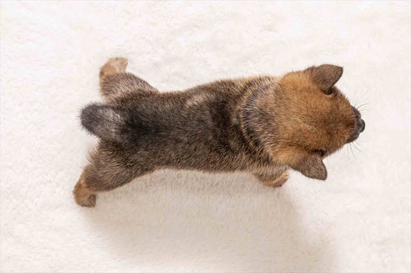 豆柴犬 販売子犬番号 ふうがくん 写真5