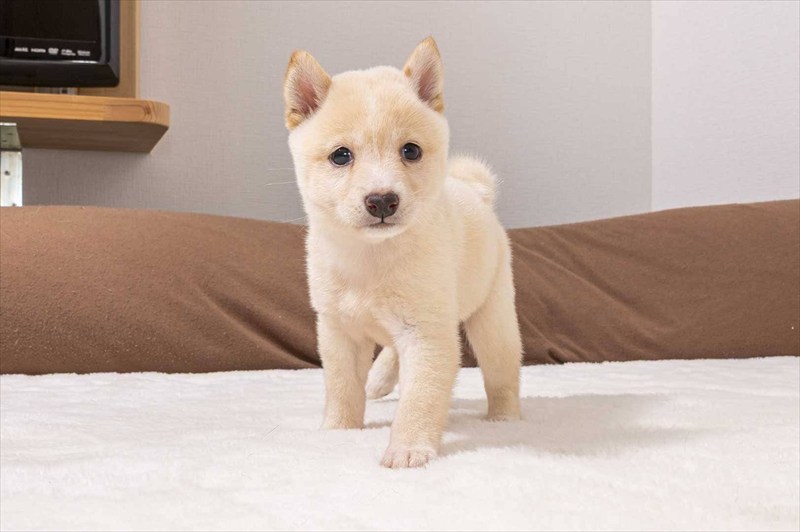 豆柴犬 販売子犬番号 あこちゃん 写真2