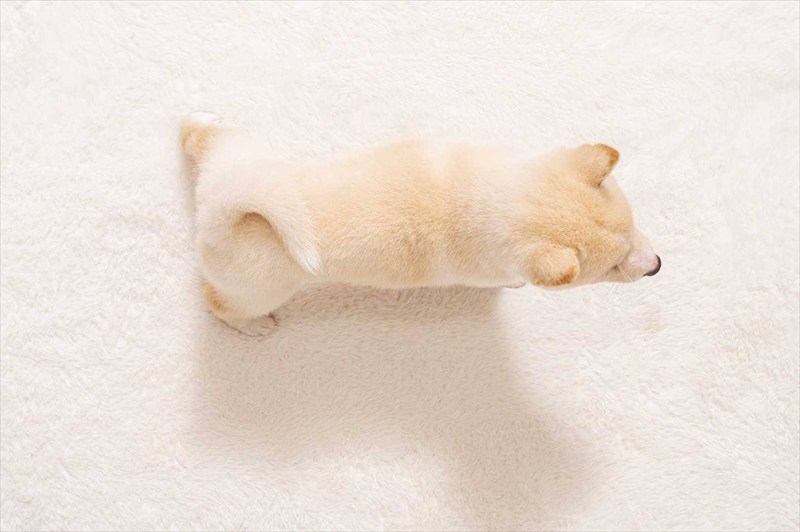 豆柴犬 販売子犬番号 あこちゃん 写真5