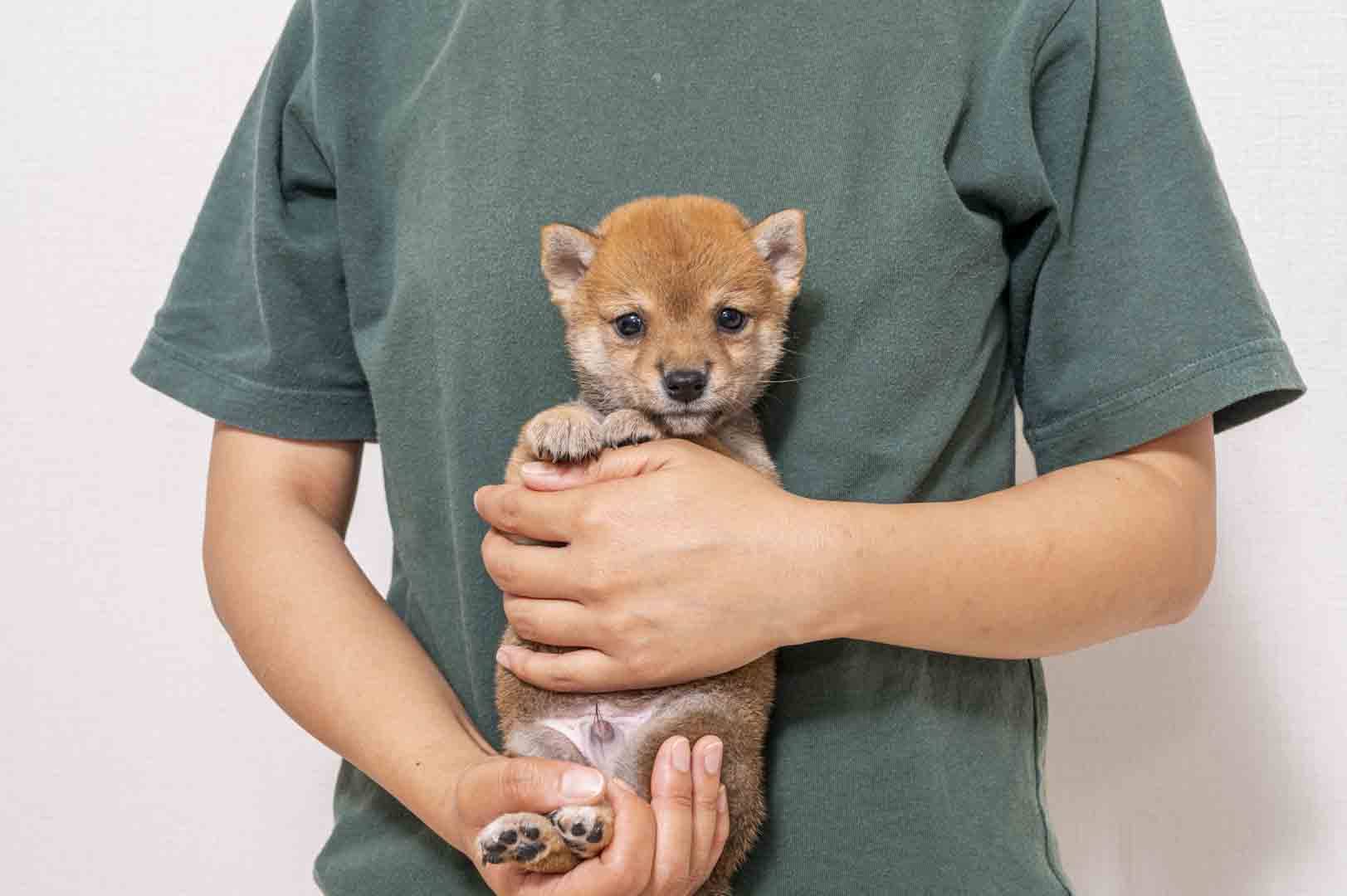 豆柴犬 販売子犬番号 けんたくん 写真3