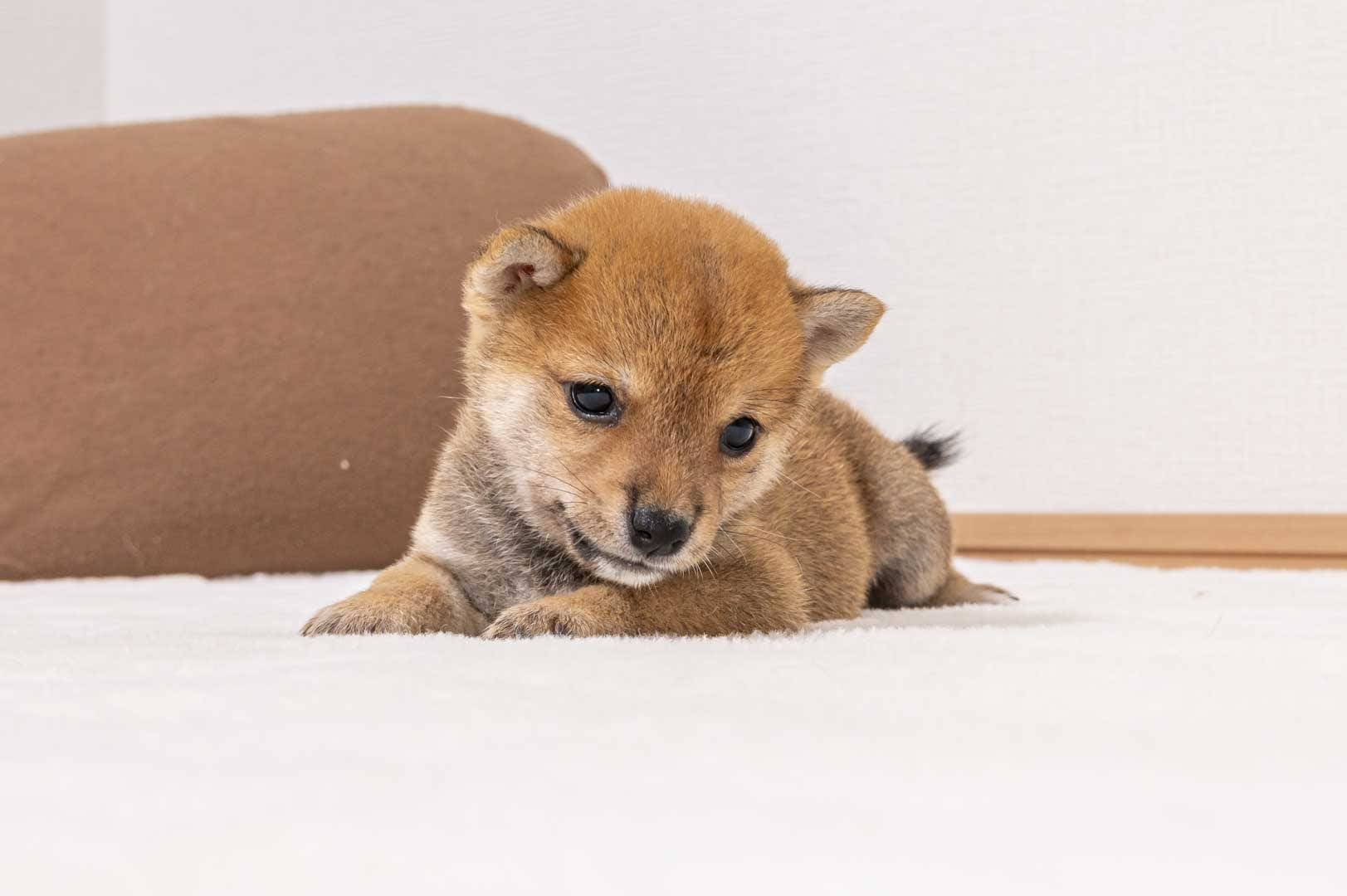 豆柴犬 販売子犬番号 けんたくん 写真4