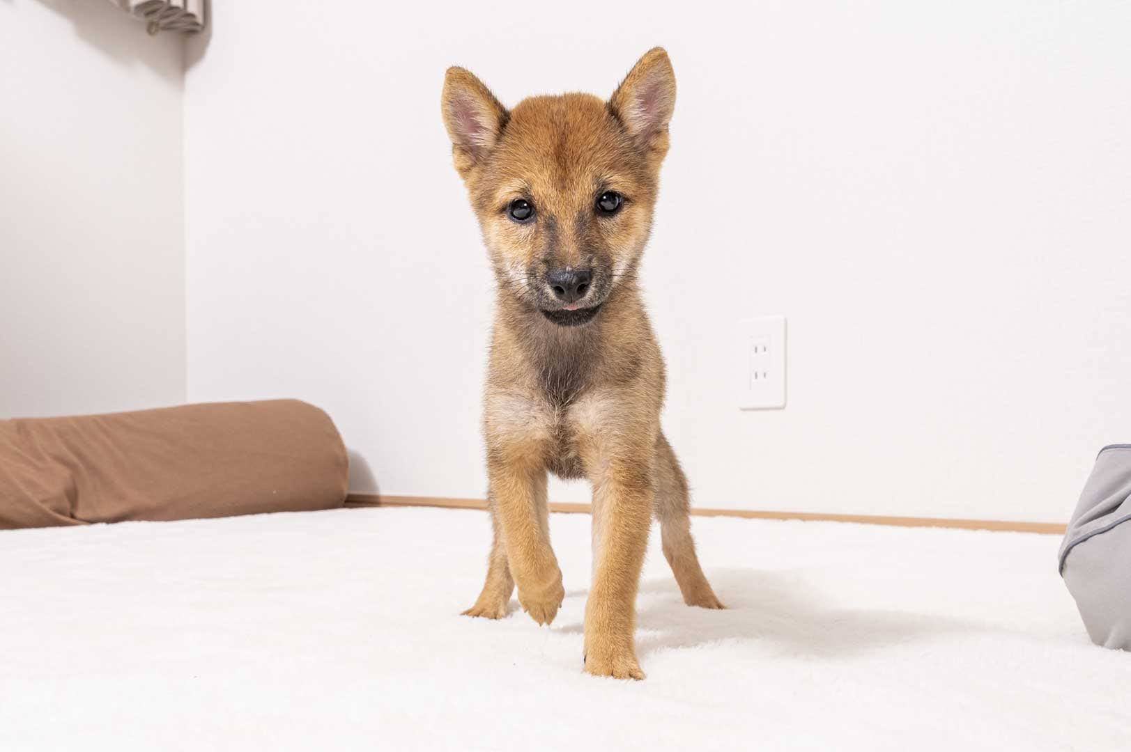 豆柴犬 販売子犬番号 ころちゃん 写真2