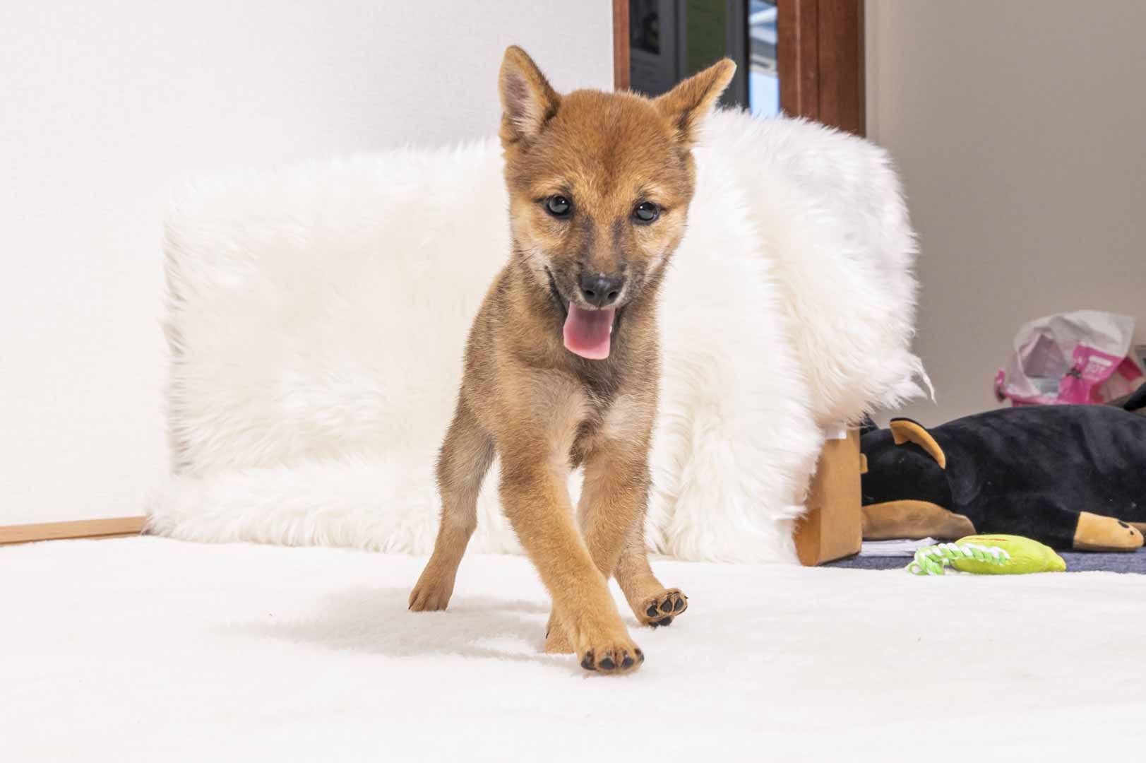 豆柴犬 販売子犬番号 ころちゃん 写真3