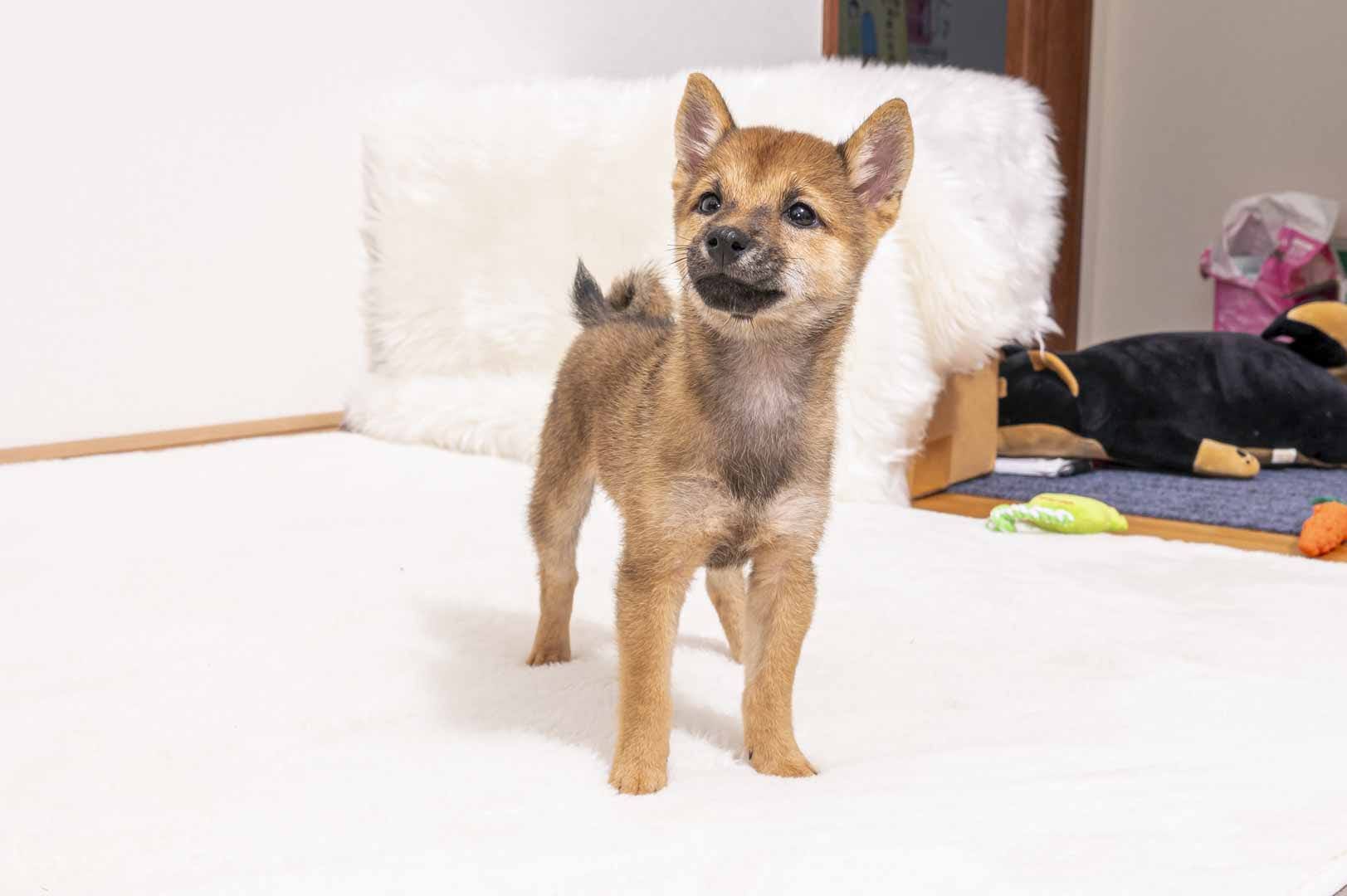 豆柴犬 販売子犬番号 ころちゃん 写真4