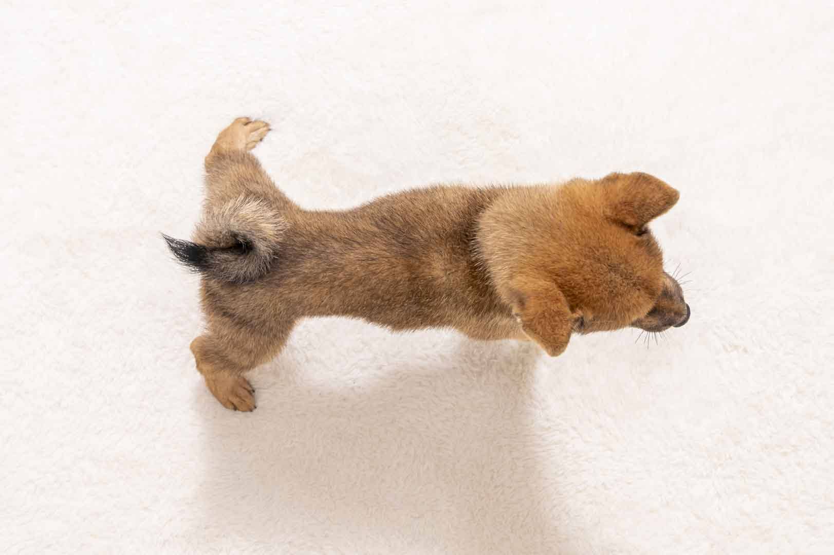 豆柴犬 販売子犬番号 ころちゃん 写真5