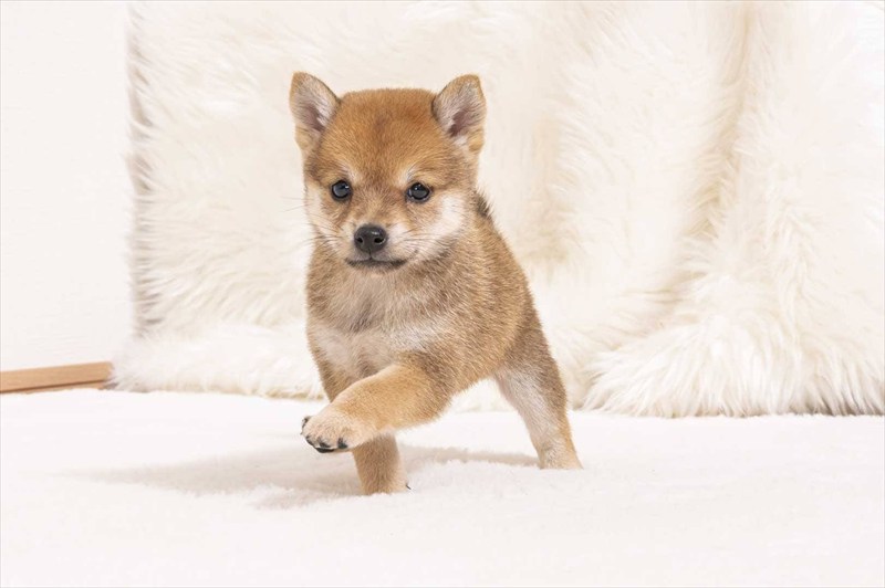 豆柴犬 販売子犬番号 みれいちゃん 写真2