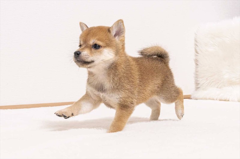 豆柴犬 販売子犬番号 みれいちゃん 写真4