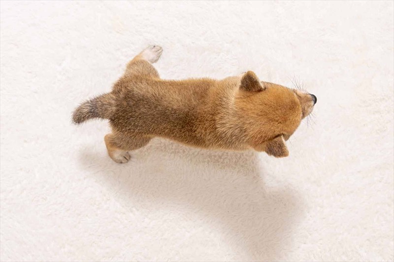 豆柴犬 販売子犬番号 みれいちゃん 写真5