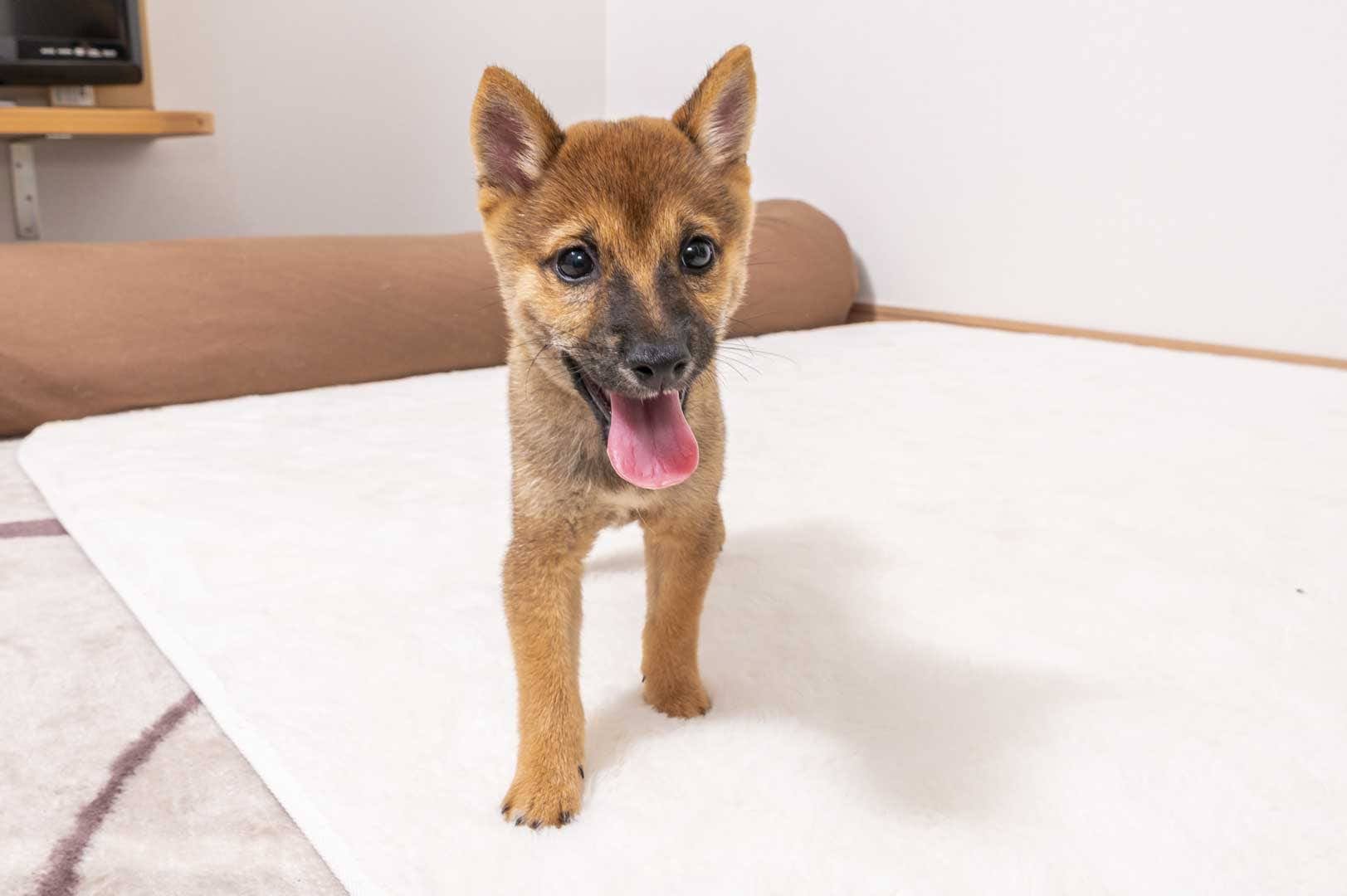 豆柴犬 販売子犬番号 たかのりくん 写真2