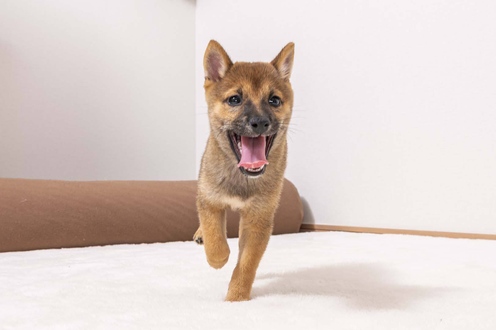 豆柴犬 販売子犬番号 たかのりくん 写真3