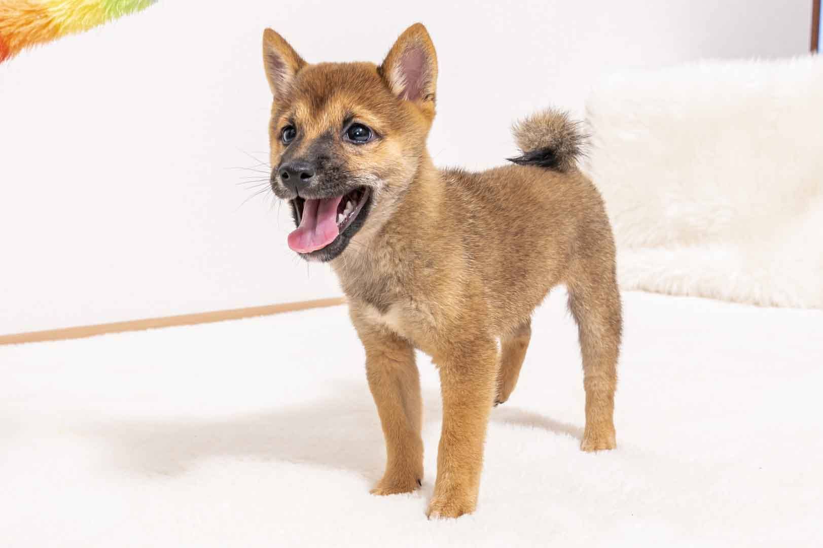 豆柴犬 販売子犬番号 たかのりくん 写真4