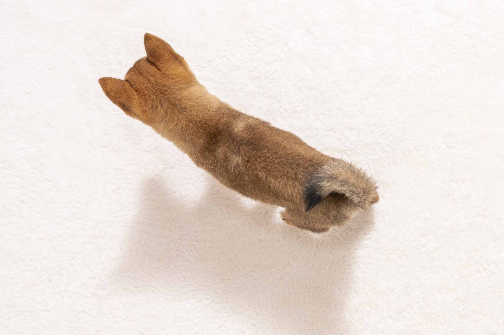 豆柴犬 販売子犬番号 たかのりくん 写真5