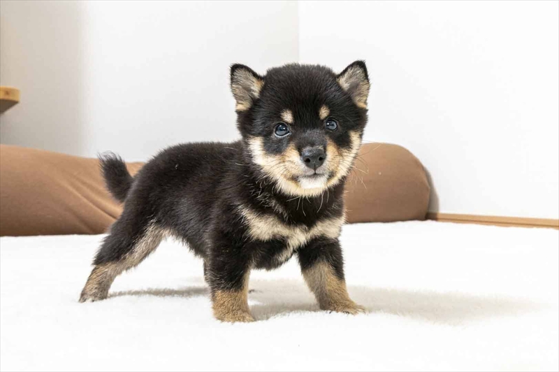 豆柴犬 販売子犬番号 あらんくん 写真2