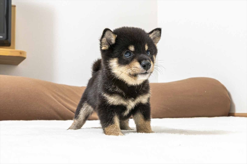 豆柴犬 販売子犬番号 あらんくん 写真3