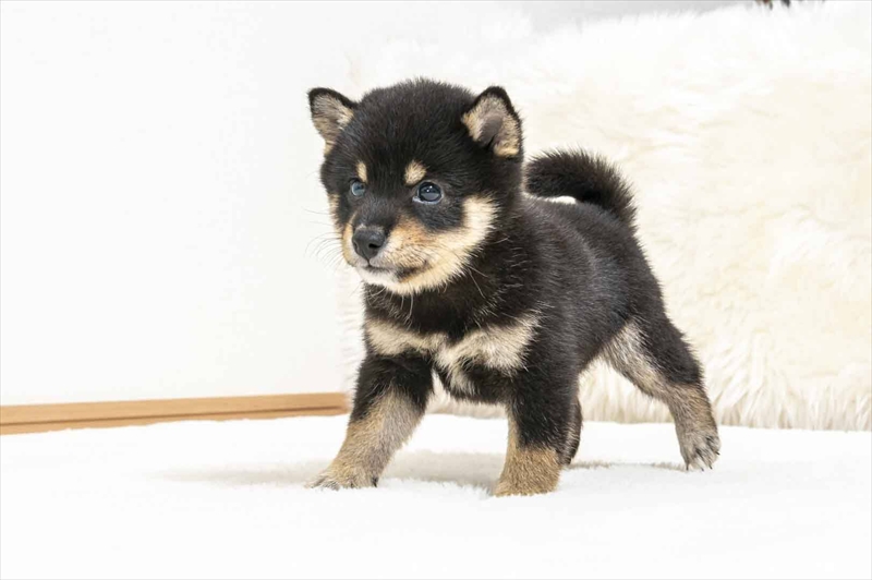 豆柴犬 販売子犬番号 あらんくん 写真4