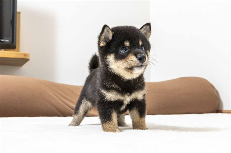 豆柴犬 販売子犬番号 あらんくん 写真5