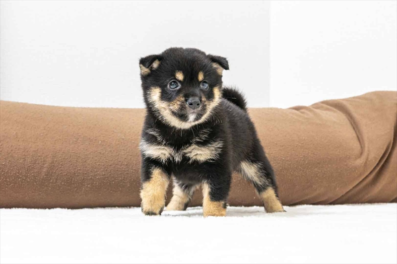 豆柴犬 販売子犬番号 りほちゃん 写真2