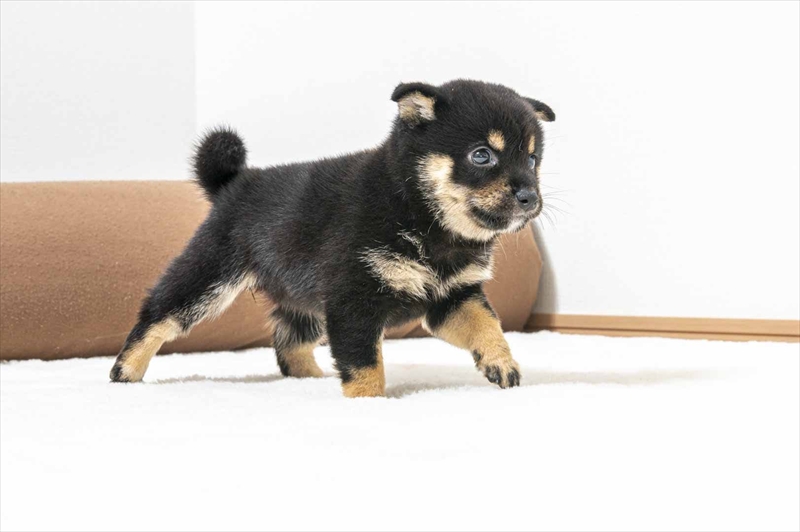 豆柴犬 販売子犬番号 りほちゃん 写真3