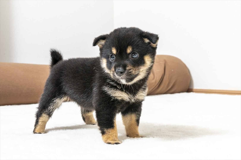 豆柴犬 販売子犬番号 りほちゃん 写真4