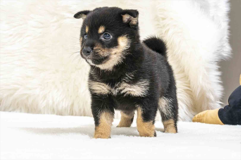 豆柴犬 販売子犬番号 りほちゃん 写真5