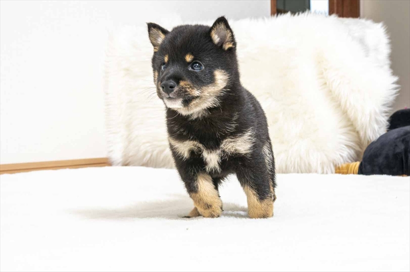 豆柴犬 販売子犬番号 たくとくん 写真4