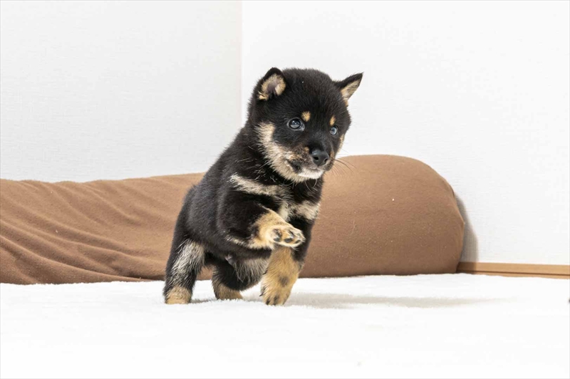 豆柴犬 販売子犬番号 たくとくん 写真5