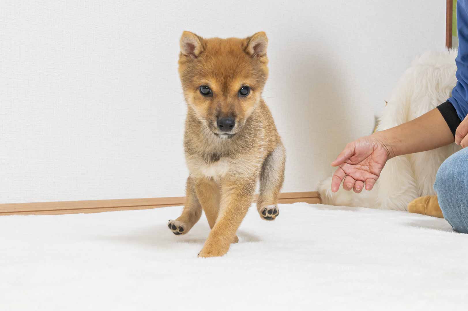 豆柴犬 販売子犬番号 なのちゃん 写真2