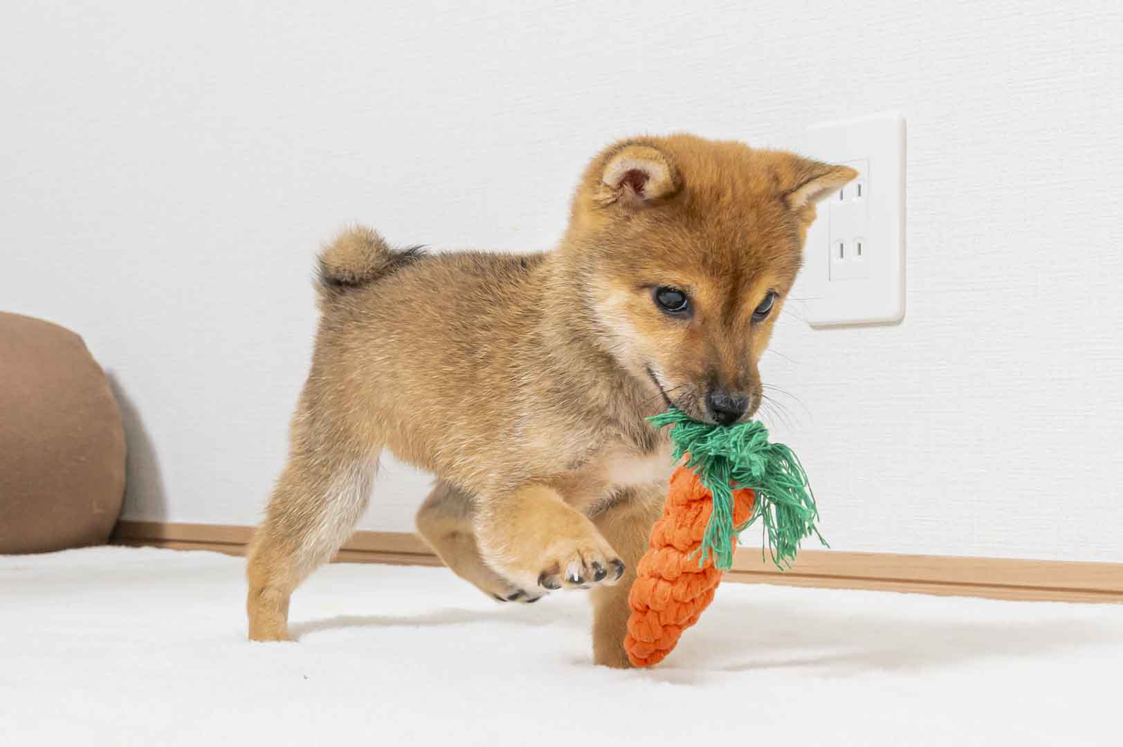 豆柴犬 販売子犬番号 なのちゃん 写真3