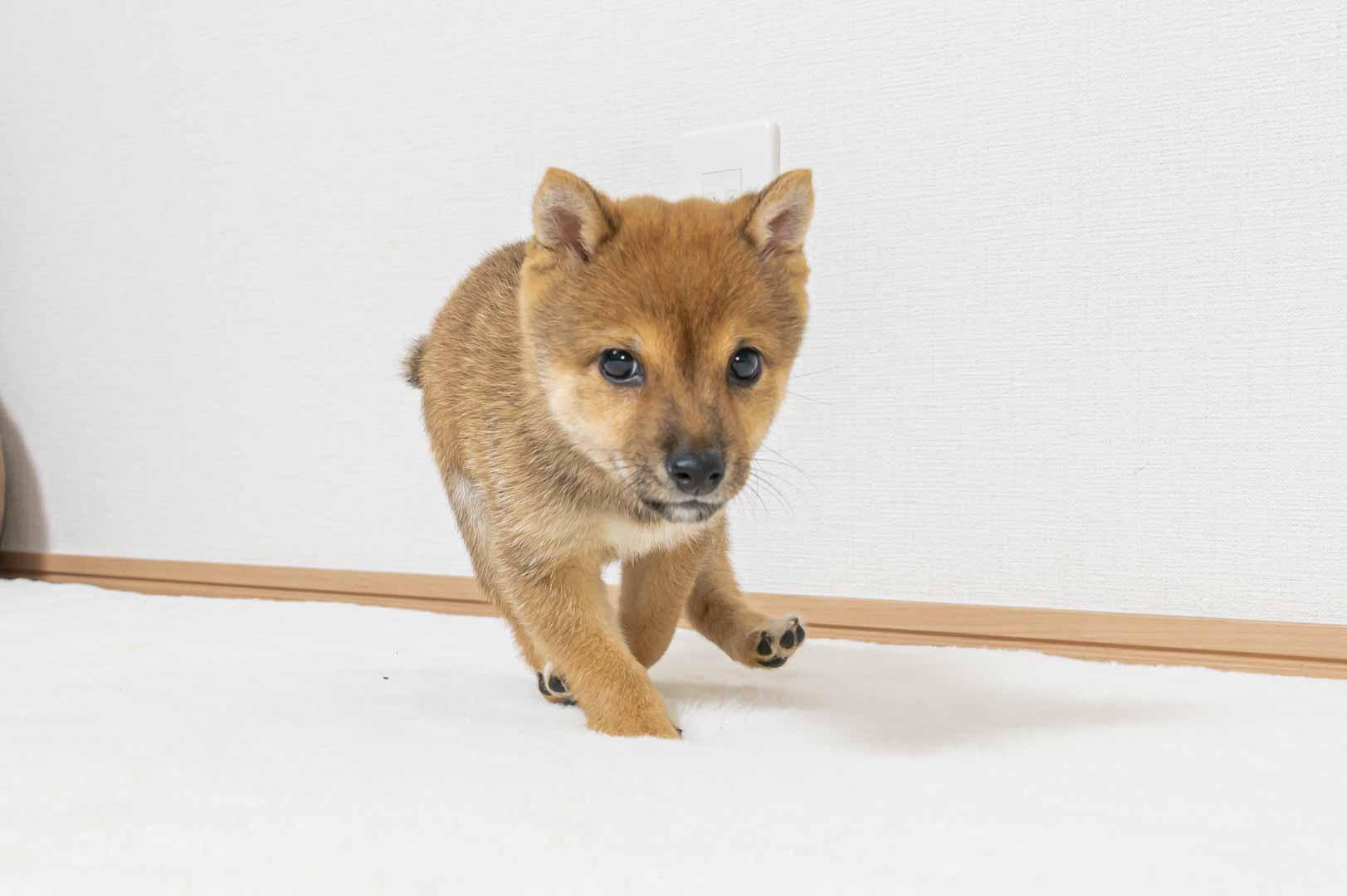 豆柴犬 販売子犬番号 なのちゃん 写真4
