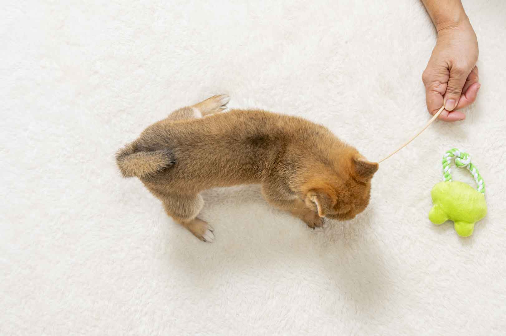 豆柴犬 販売子犬番号 なのちゃん 写真5
